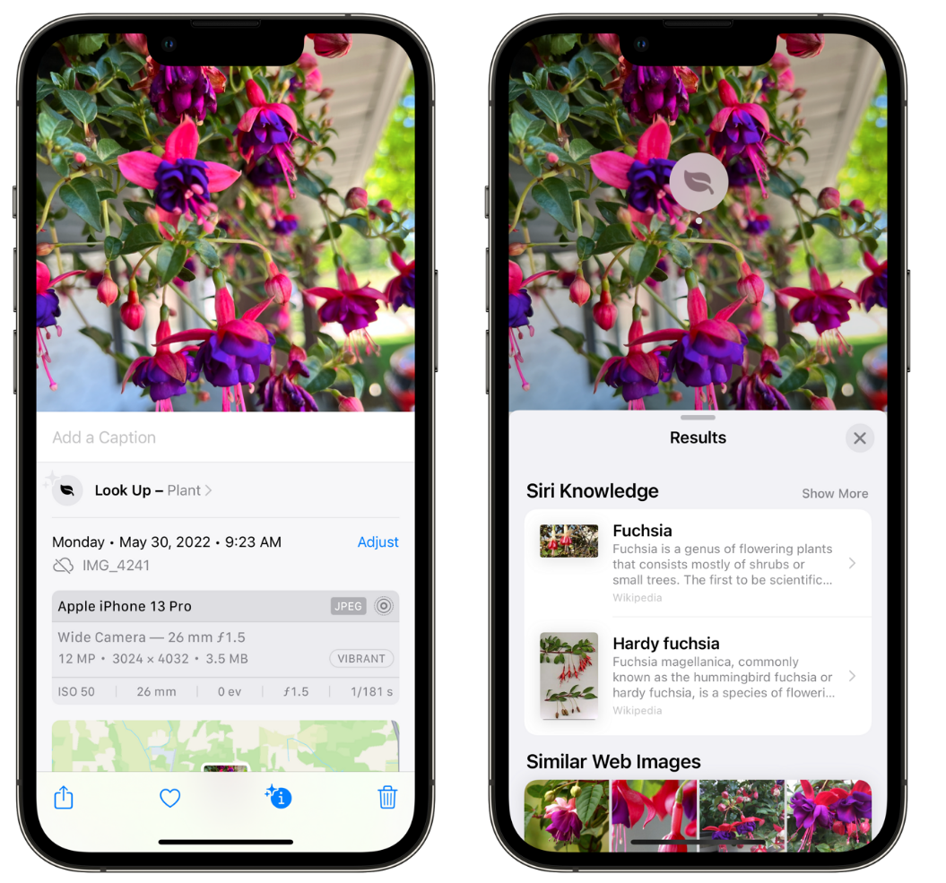 九所镇苹果手机维修分享小技巧：使用 iPhone 相机识别花卉植物 